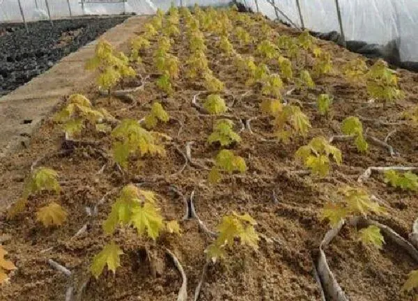 植物扦插|大樱桃可以扦插吗