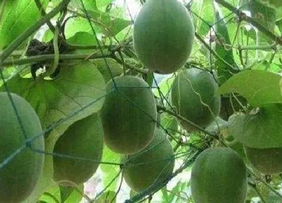 植物产地|罗汉果原产地在哪里