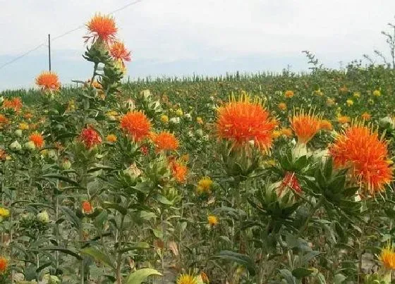 植物播种|红花草种子怎么种植