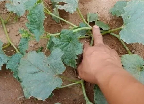 植物修剪|香瓜藤怎么修剪方法