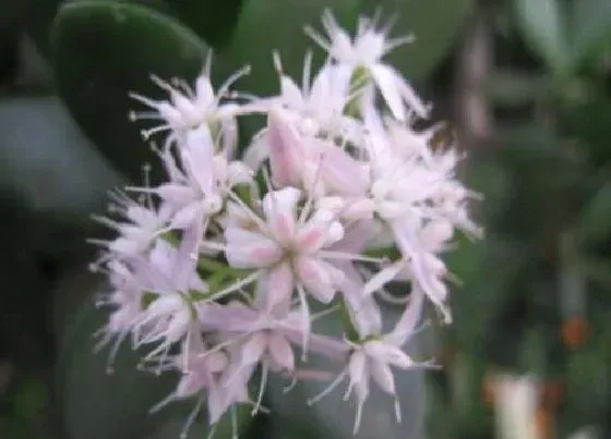 植物百科|燕子掌开花吗 养几年开一次花