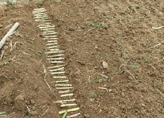 植物播种|巨菌草什么时候播种最好