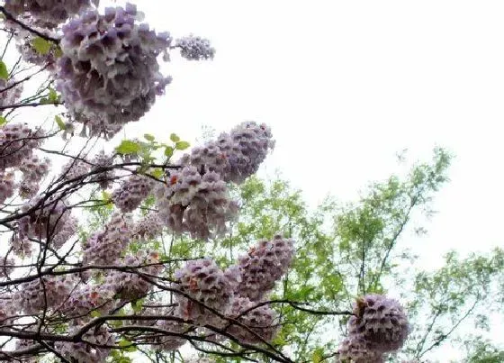 种植管理|泡桐生长速度快不快 一年长多少