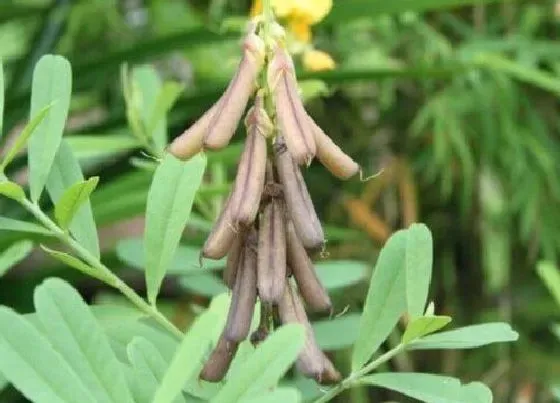 植物百科|响铃草又叫什么名称