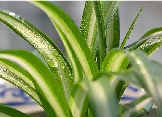 植物排行|吸灰尘的植物有哪些