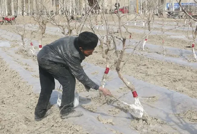 植物百科|果树涂白剂最佳配方（果树树干刷白的科学配方及制作方法）