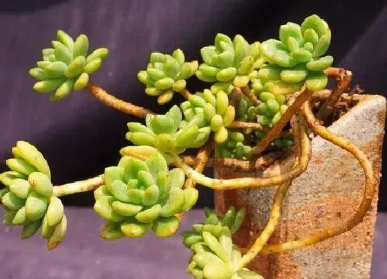 植物百科|多肉能长多大