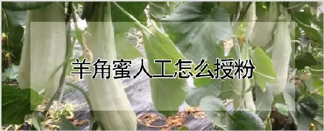 羊角蜜人工怎么授粉 | 自然知识