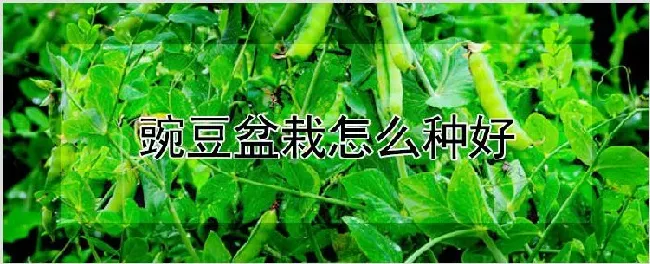 豌豆盆栽怎么种好 | 种植技术