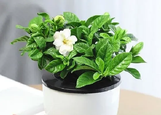 植物价格|栀子花多少钱一盆
