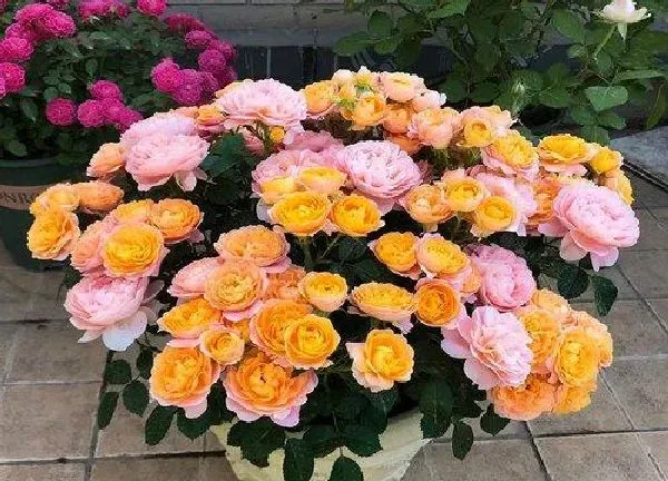 养殖方法|月季花期养护方法