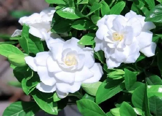 植物毒性|栀子花叶子有毒吗