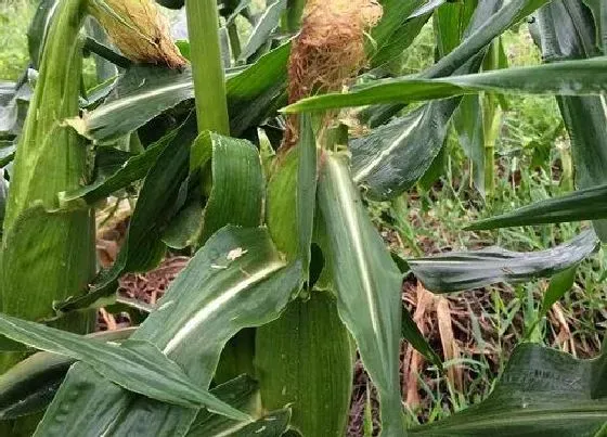 植物施肥|现在种玉米用什么肥料最好