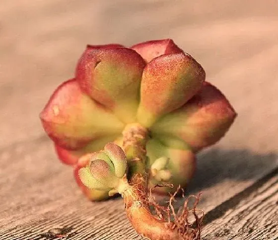 植物修剪|蒂亚多肉徒长了怎么办 徒长原因及处理方法