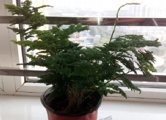 植物修剪|云竹怎么修剪好看