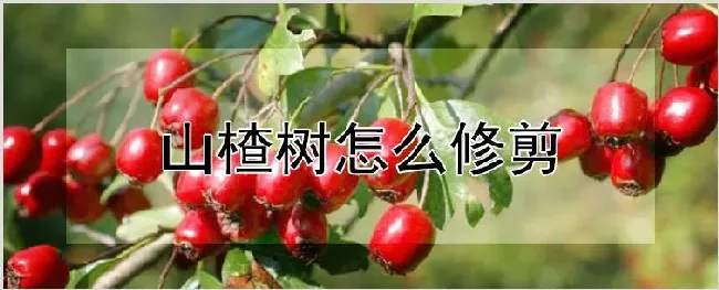 山楂树怎么修剪 | 农业科普