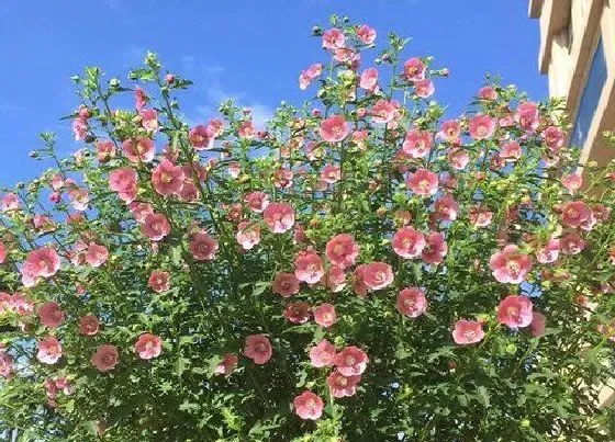 开花时间|木槿花什么季节开花 花期是几月份