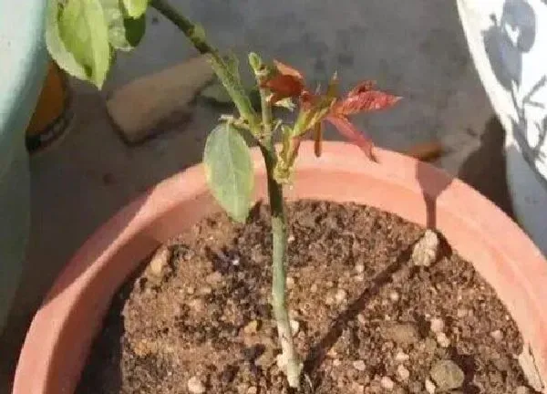 植物扦插|杜鹃扦插时间和方法
