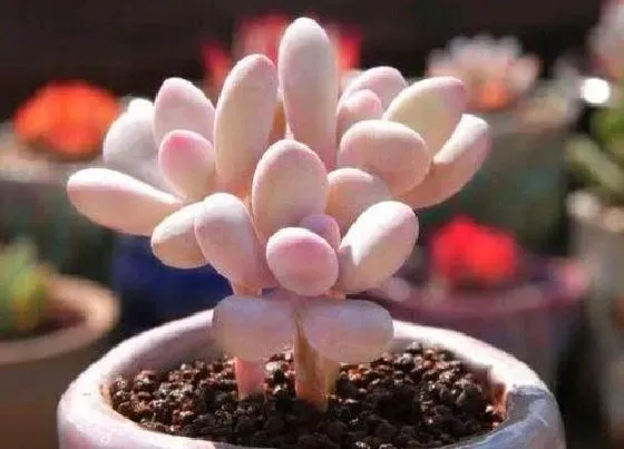 植物百科|夏天容易黑腐的多肉有哪些（夏多肉植物夏天如何防止黑腐）