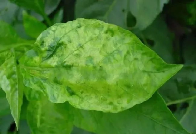 植物病害|农作物药害是怎样造成的（产生药害原因及补救恢复方法）