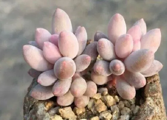 植物百科|夏天容易黑腐的多肉有哪些（夏多肉植物夏天如何防止黑腐）