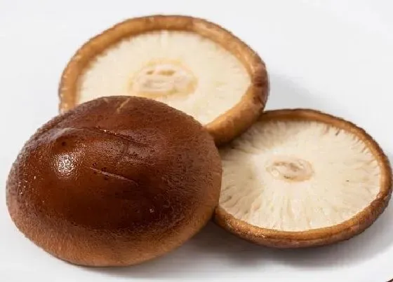 果实保存|鲜香菇可以直接冷冻保存吗（香菇能放冰箱冻起来再食用吗）