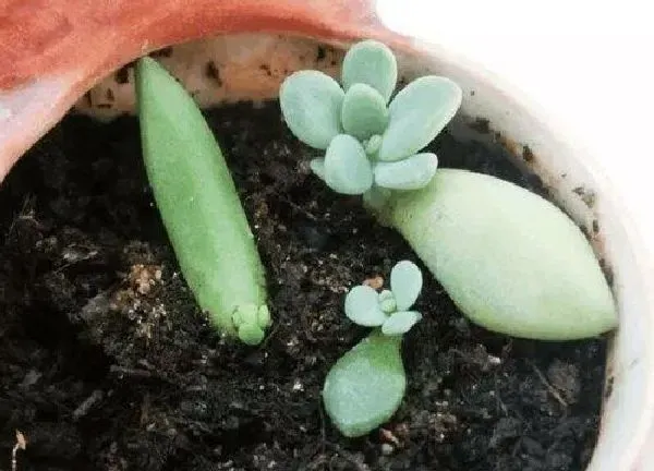 植物生根|多肉扦插多久生根发芽 什么时候扦插成活率高