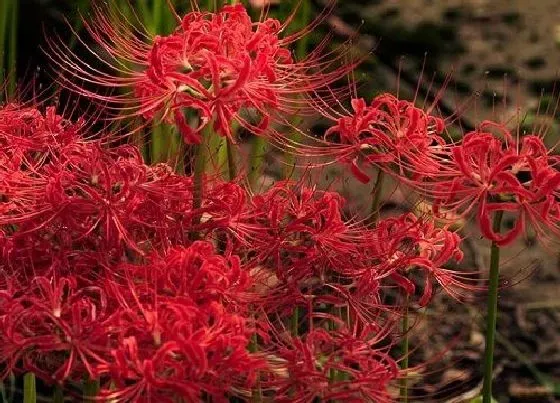 植物百科|石蒜耐阴吗