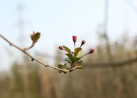 植物修剪|腊梅怎么修剪方法