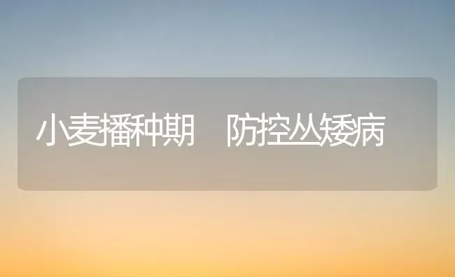 小麦播种期 防控丛矮病 | 粮油作物种植
