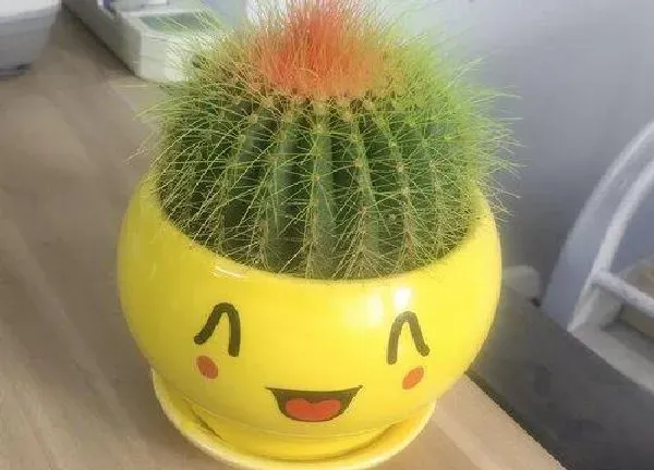 植物移栽|仙人球换盆时间和方法
