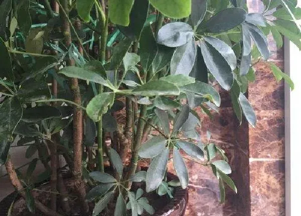 养殖科普|聚财树喜阴还是喜阳光的植物