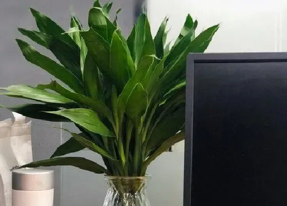植物寓意|象征步步高升的植物有哪些