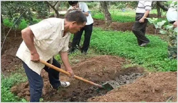 苹果园土壤管理注意事项 | 农业技术