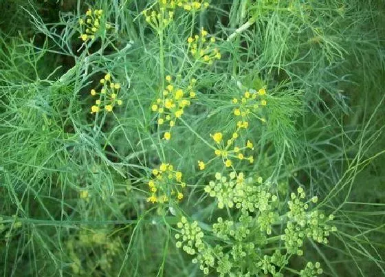 植物百科|茴香开花吗 开的花长什么样子