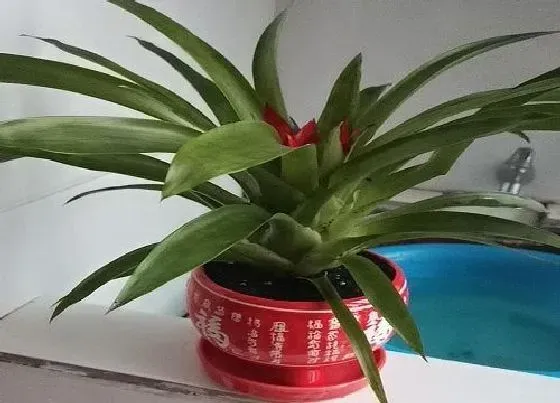 植物寓意|象征步步高升的植物有哪些
