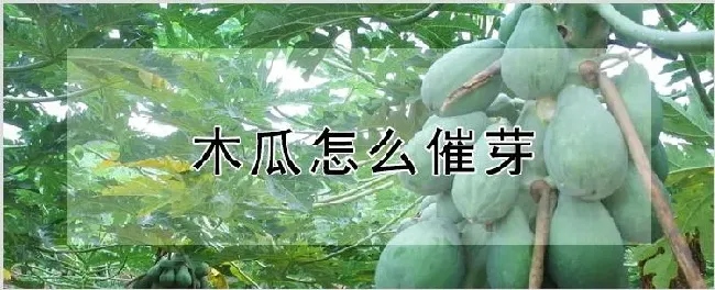 木瓜怎么催芽 | 种植资料