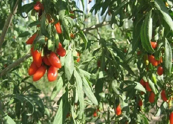 植物施肥|枸杞底肥放什么肥好，底肥施用方法）