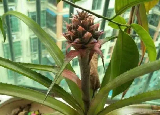 花朵诊疗|菠萝催花时间和方法