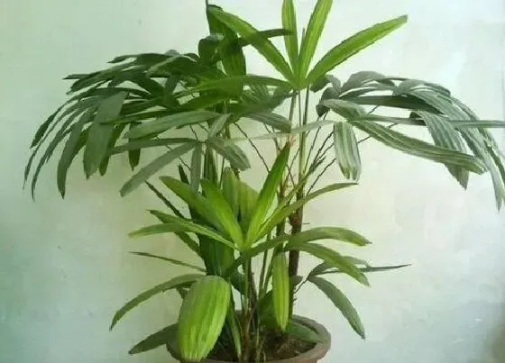 摆放常识|阳台放什么植物好 适合摆放阳台植物
