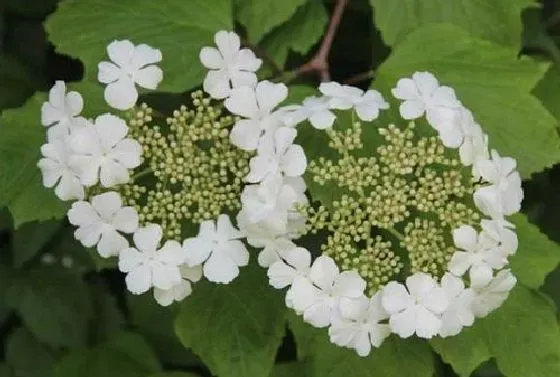 植物寓意|昆山的市花是什么花 意义是什么