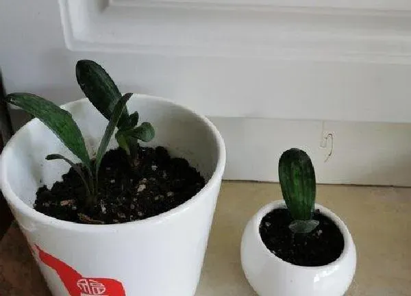 植物浇水|君子兰可以用茶水浇吗