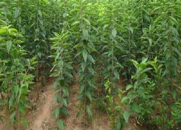 植物扦插|大樱桃可以扦插吗