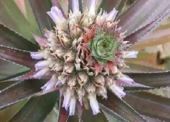 花朵诊疗|菠萝催花时间和方法