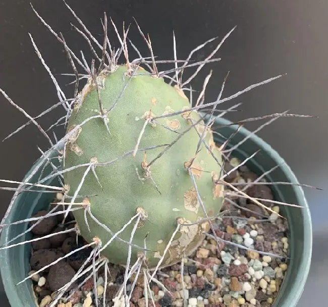 植物百科|仙人掌的生长过程观察日记（从出芽到半成片的变化）