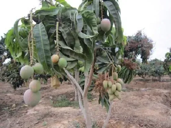 植物嫁接|芒果什么时候嫁接成活率高