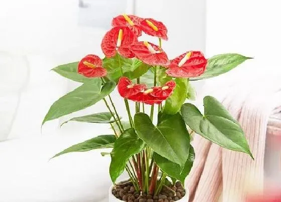 摆放常识|酒柜上适合放什么植物