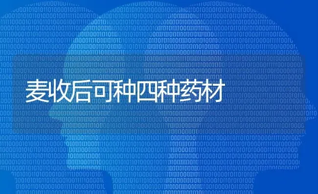 麦收后可种四种药材 | 药材种植