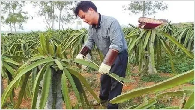 火龙果修剪有什么用 | 自然知识