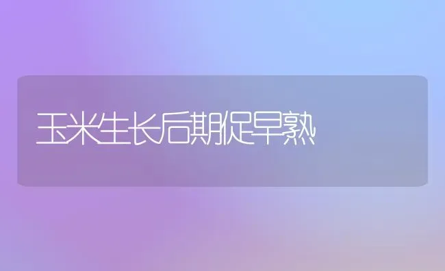 玉米生长后期促早熟 | 粮油作物种植